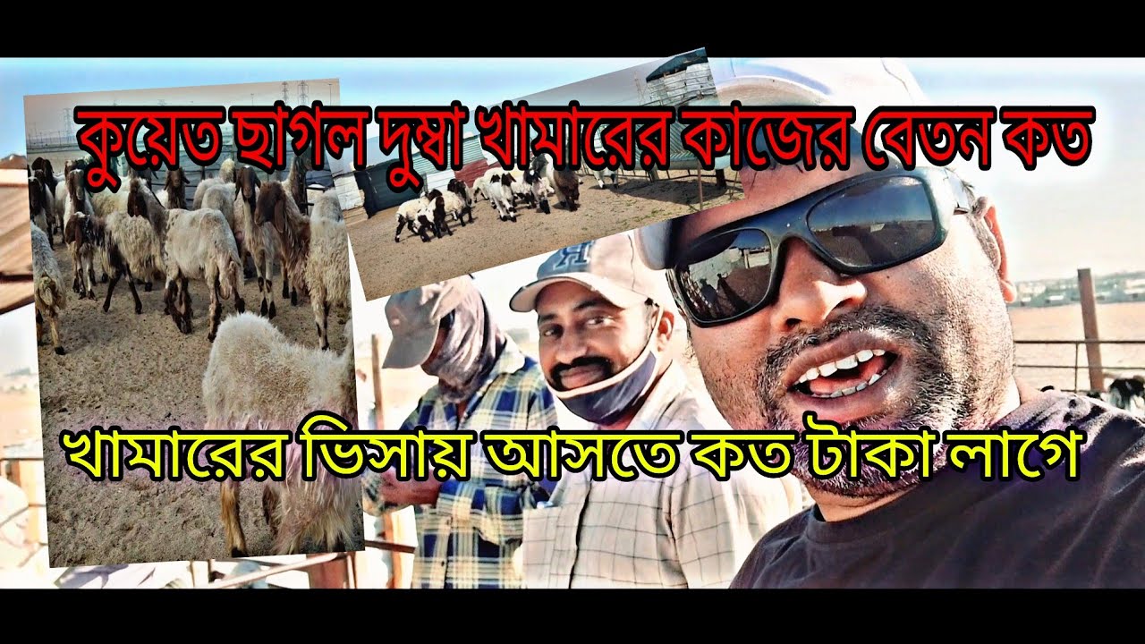 কুয়েত ছাগল  দুম্বার খামারের কাজে আসলে !  ভালো হবে না খারাপ হবে! এবং বেতন কত হবে! 