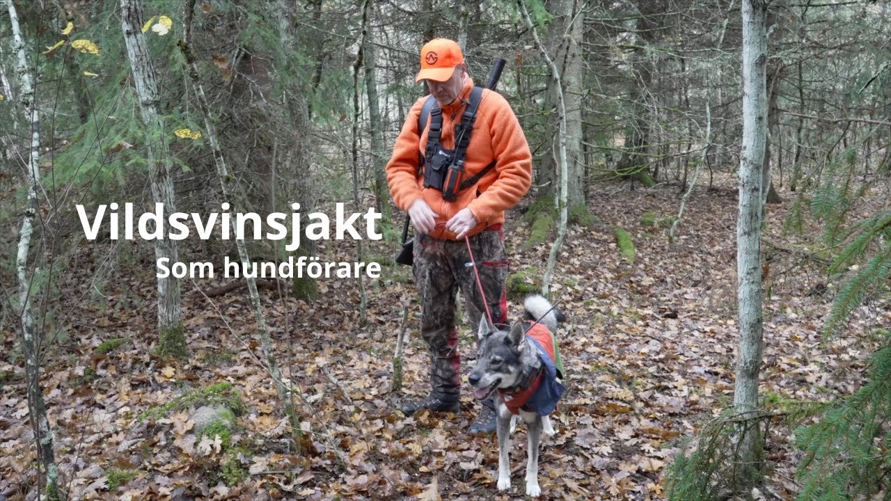 Vildsvinsjakten i Vånga som hundförare 2025