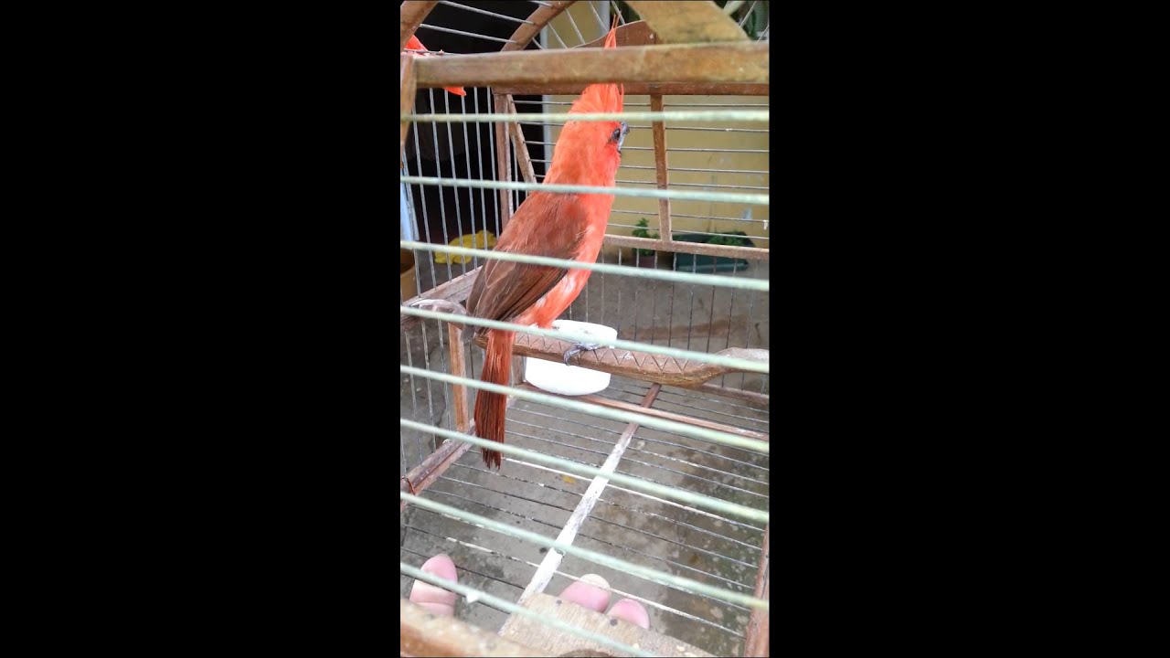 Cardenal rojo