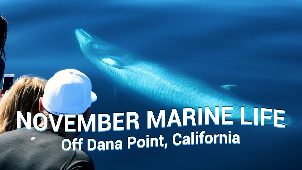 WHALES & DOLPHINS You Could See in NOVEMBER off Dana Point, CA 🐳🐬