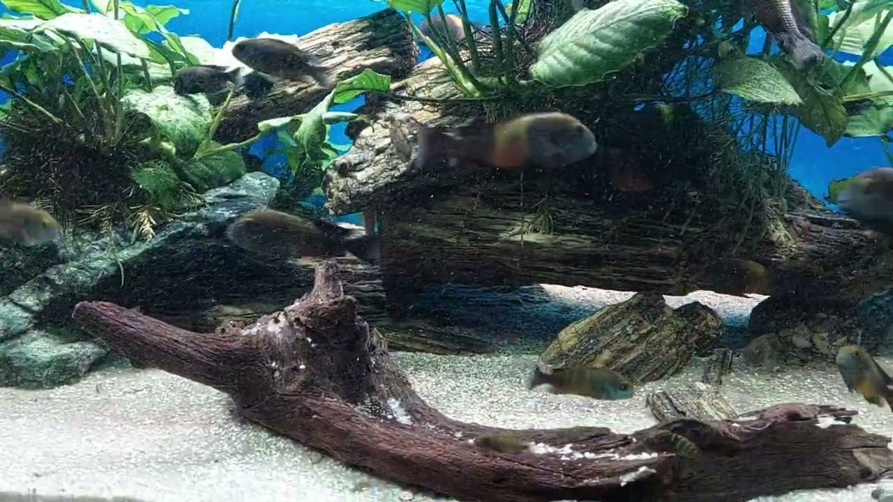 Tanganika Tropheus