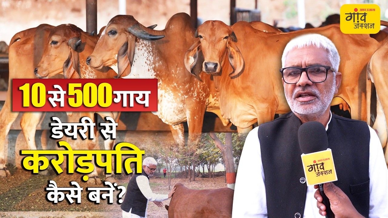 साहीवाल गाय पालन कैसे शुरू करें? नस्ल चुनाव से लेकर दूध बेचने तक की पूरी गाइड | Gaon Junction LIVE