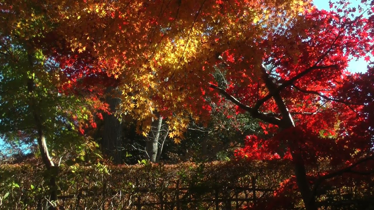 青天の紅(くれない)