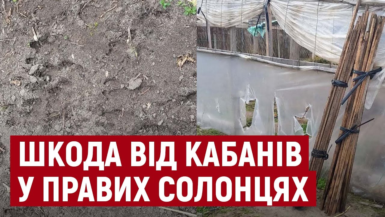 Жителі села на Херсонщині потерпають від диких кабанів