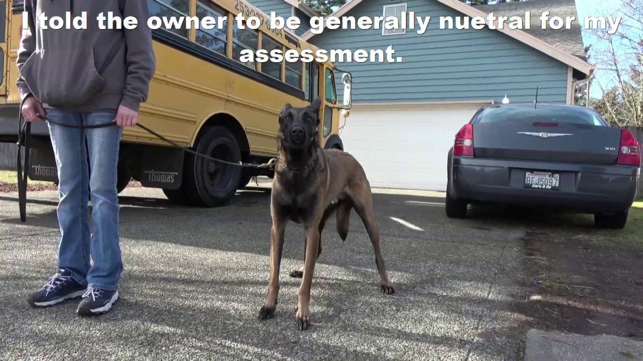 Dog Control; Chris Castro; Nation, Aggressive Malinois, First 2 Days of Training