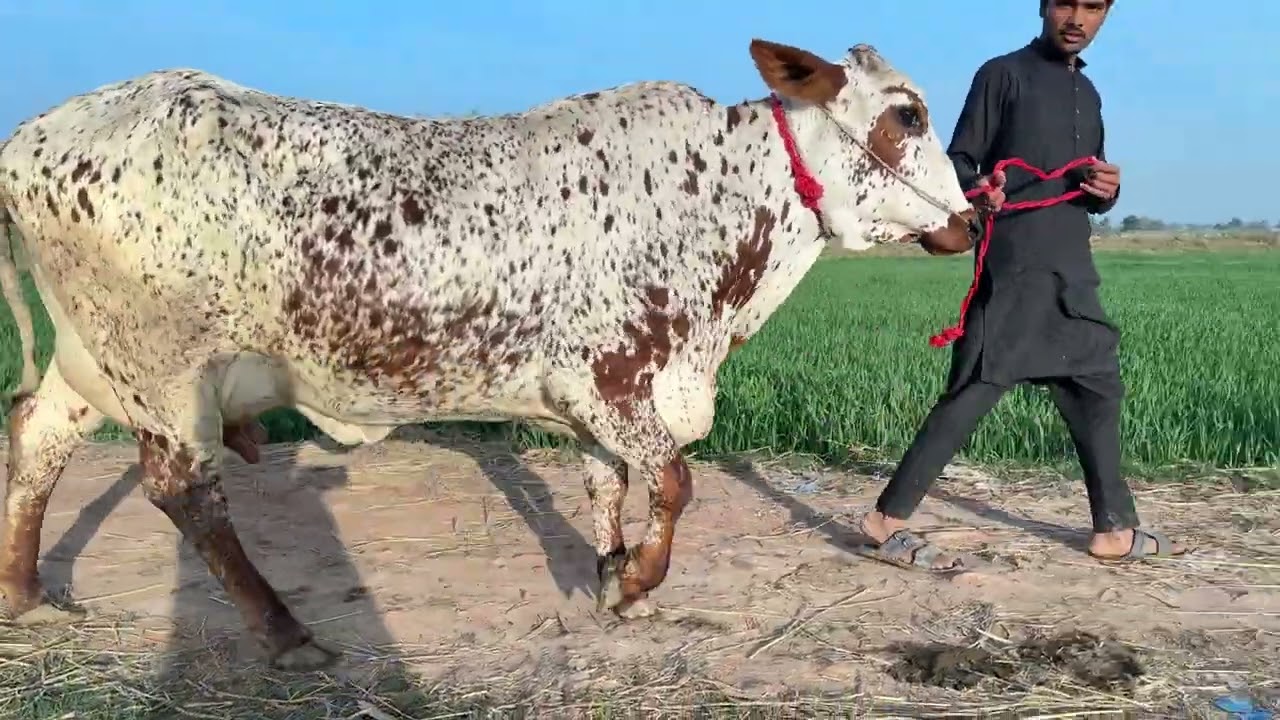 نادر بھائی نے 15سے 20لیٹر دودھ والی گائیوں کی آفر لگائی 7گائے ساتھ 7بچھڑیاں!؟ 