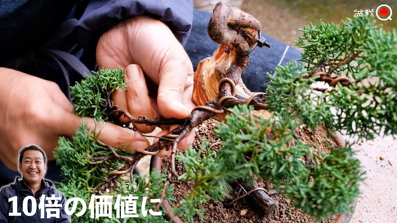 安く買った真柏を10倍の値段にする為の作業【盆栽Q】