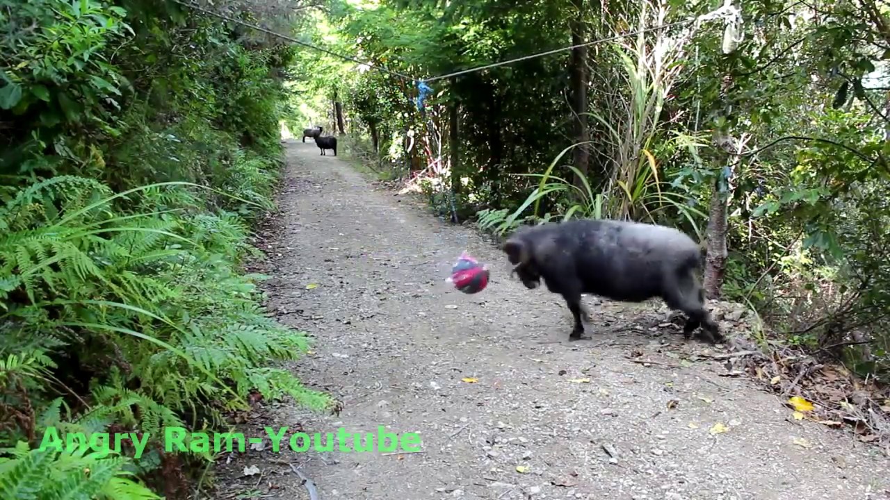 What happens when you leave a tetherball in the forest