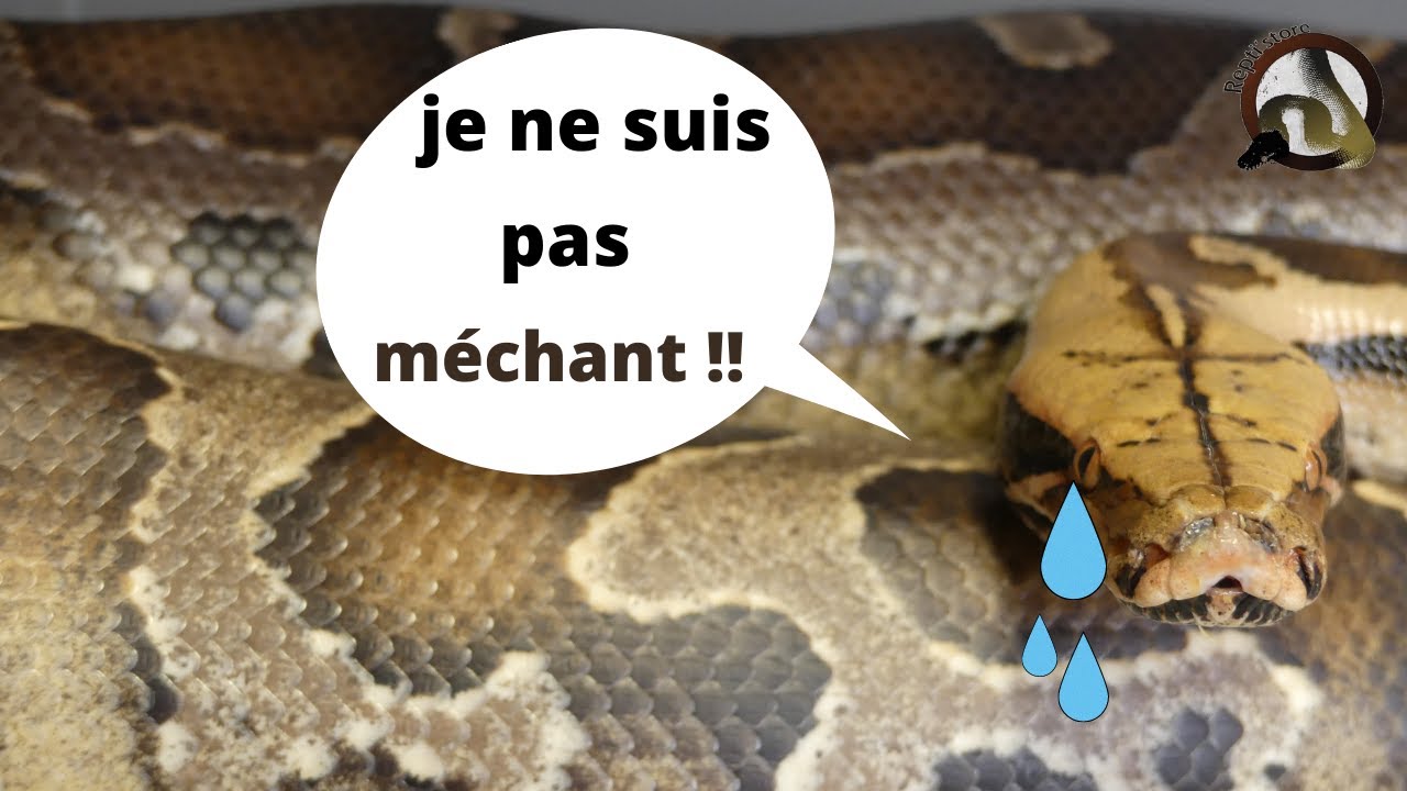 un serpent MAL AIMÉ ...