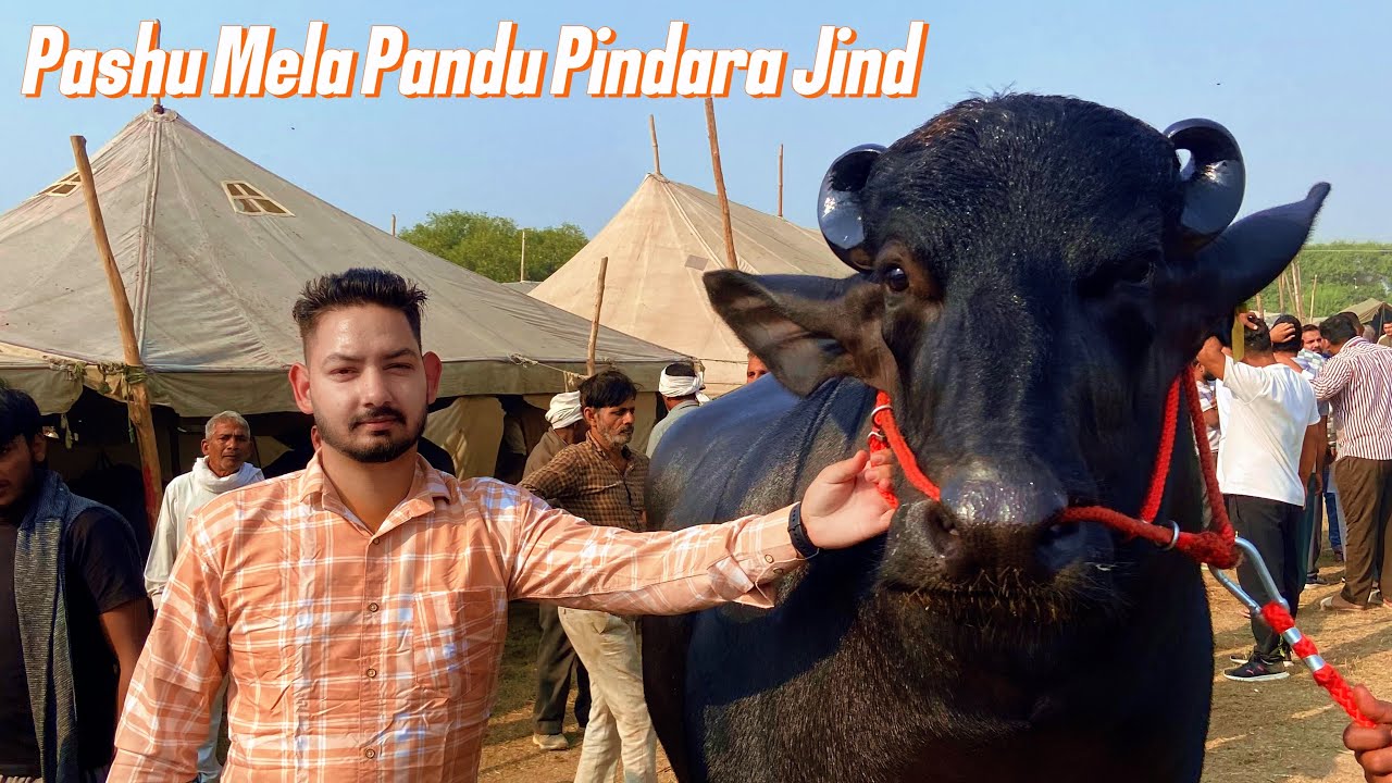 Pashu Mela in Jind 