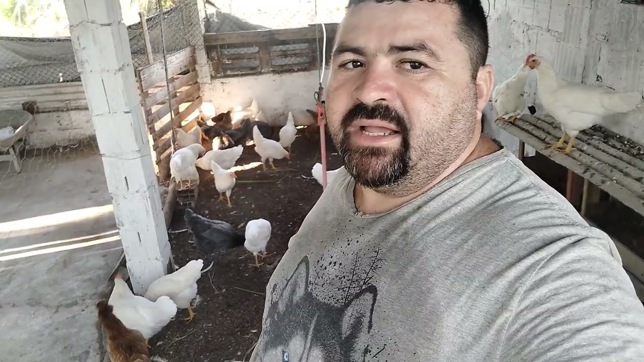 Por que voltei a criar galinha de costura?