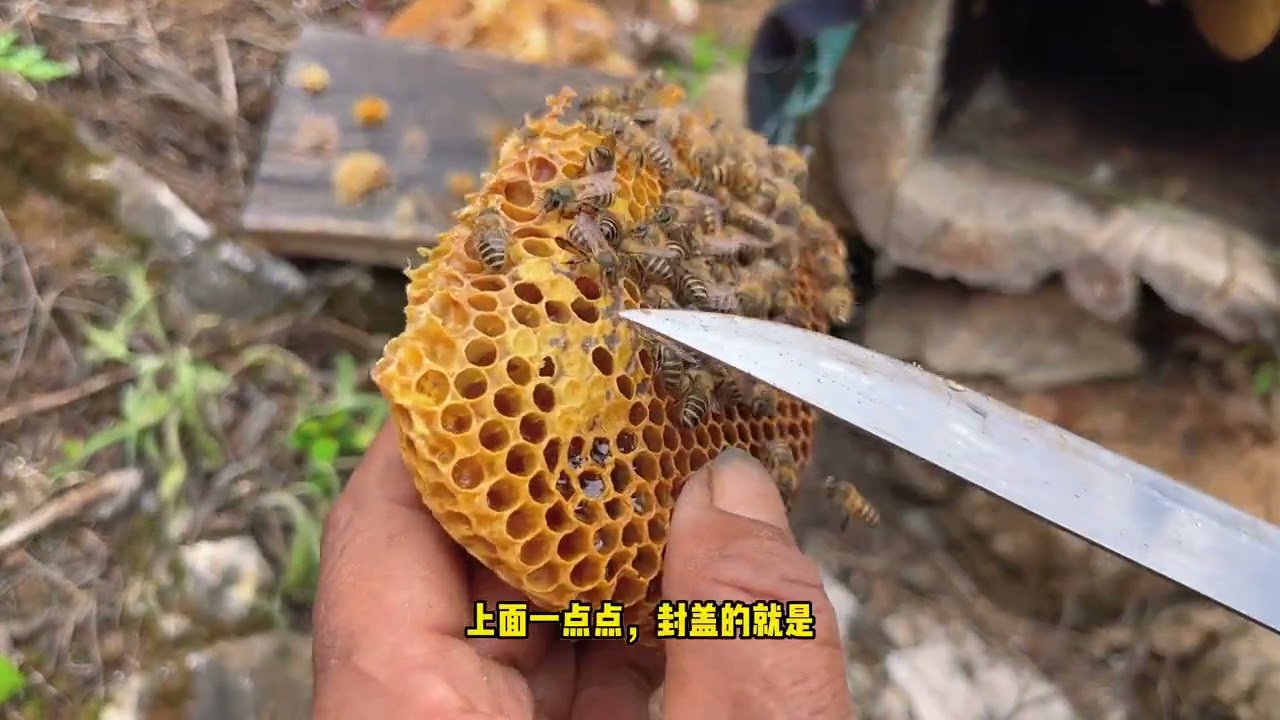 查看安置在傈僳族大山石缝中的野蜂窝，遭遇倾盆大雨，明天再来 