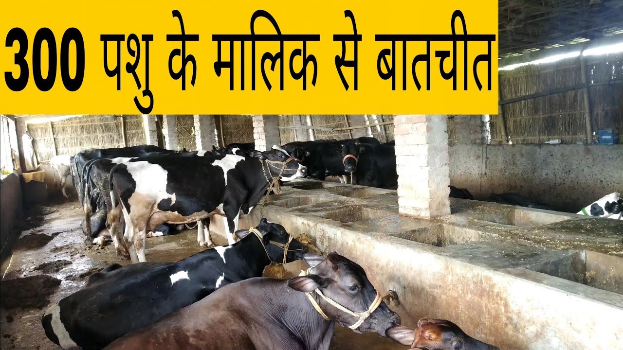Ganga Dairy Farm in Patna Bihar