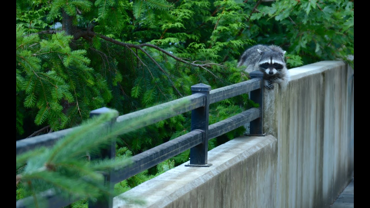 Fred the Friendly Raccoon - Part 13