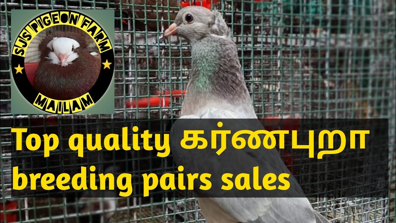 கர்ணபுறா breeding pairs sales update😍🕊️🚫 rate mentioned.Don't miss it.💕😊💯#pigeon related videos#pets
