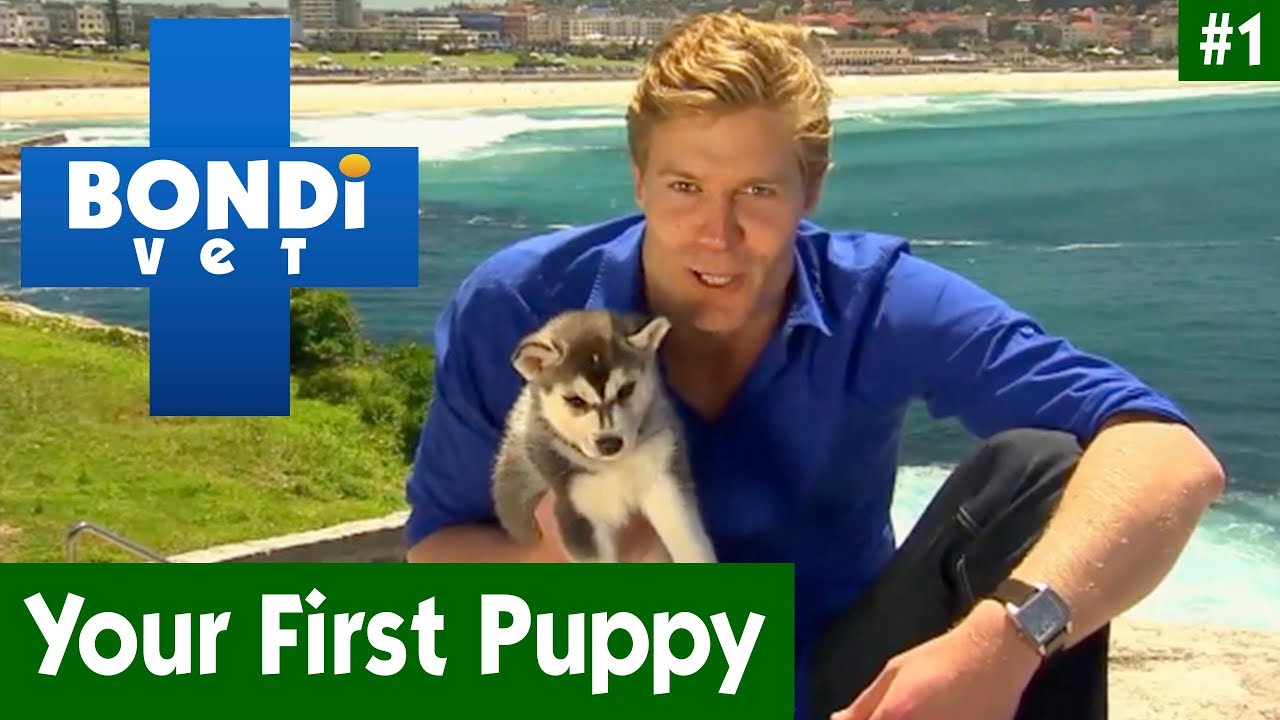 🐶 Your First Puppy With Dr Chris Brown | EP01