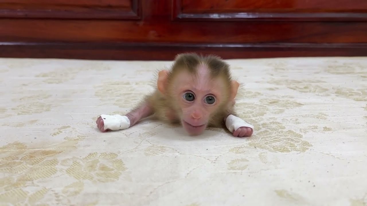 Newborn Baby Monkey Ronaldo Crying Call Mommy Quikly