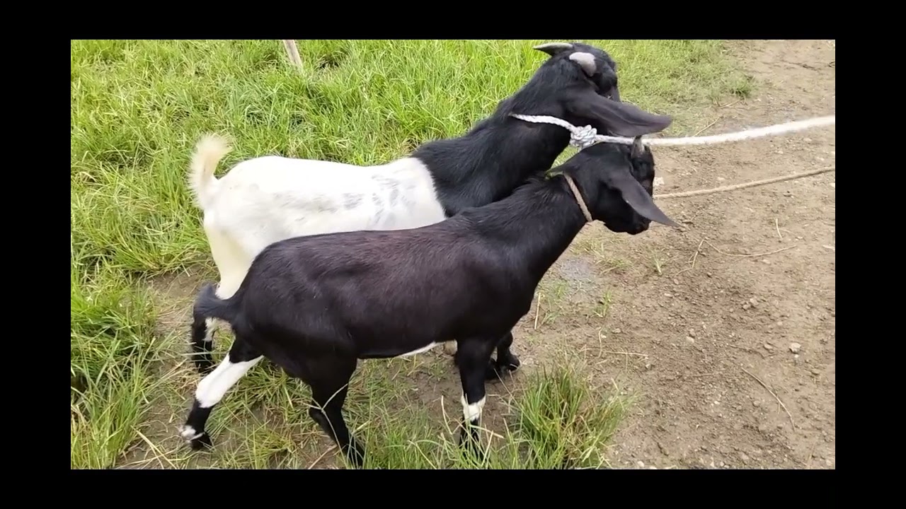 Update Harga Kambing Dan Domba Pasar Hewan Wanasari Kabupaten Karawang, Jum'at 27 Februari 2026