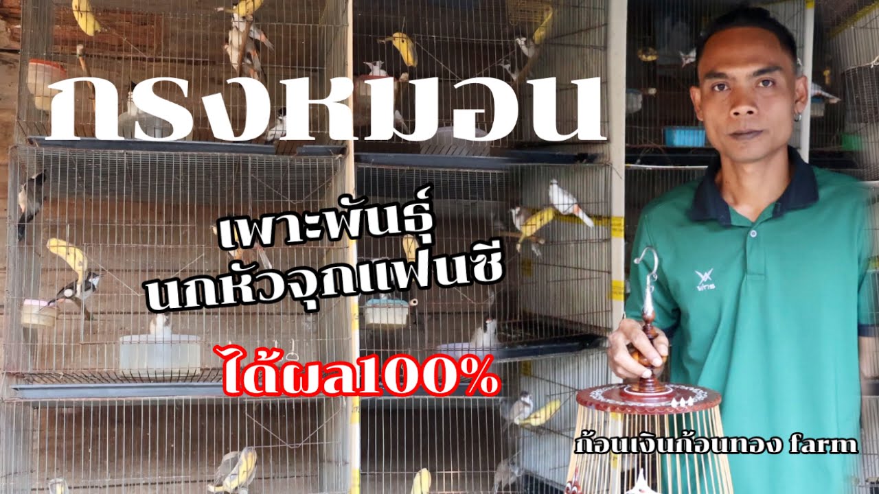 เพาะพันธุ์ นกกรงหัวจุกแฟนซี ด้วยกรงหมอน ✨ก้อนเงินก้อนทอง farm✨
