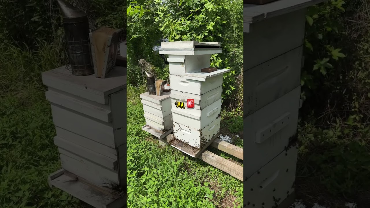 Adapting to the Honeybee 