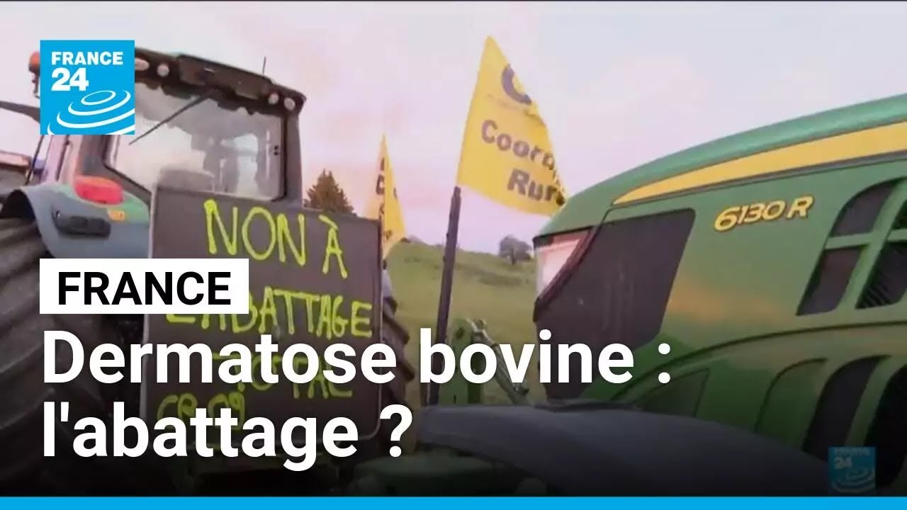 France : face &agrave; la dermatose bovine, 