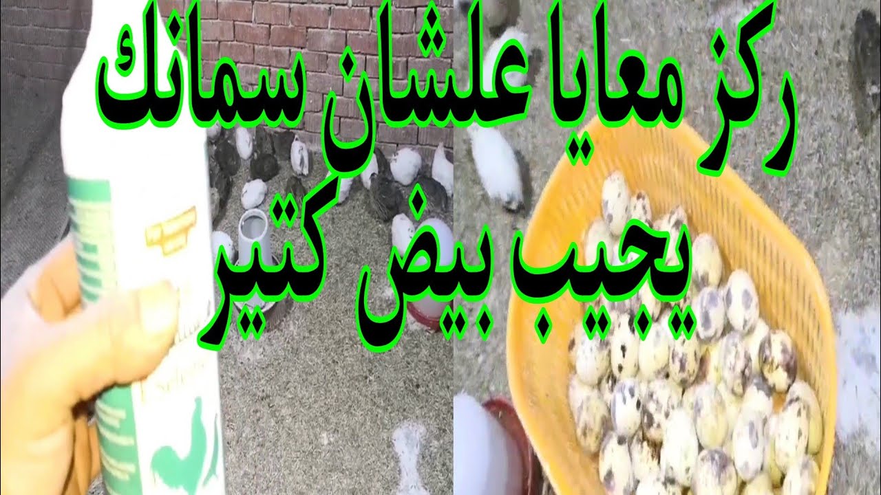 أقوى وأرخص رافع مناعة ومقوي خصوبة للسمان البياض # السمان هيغرقك بيض