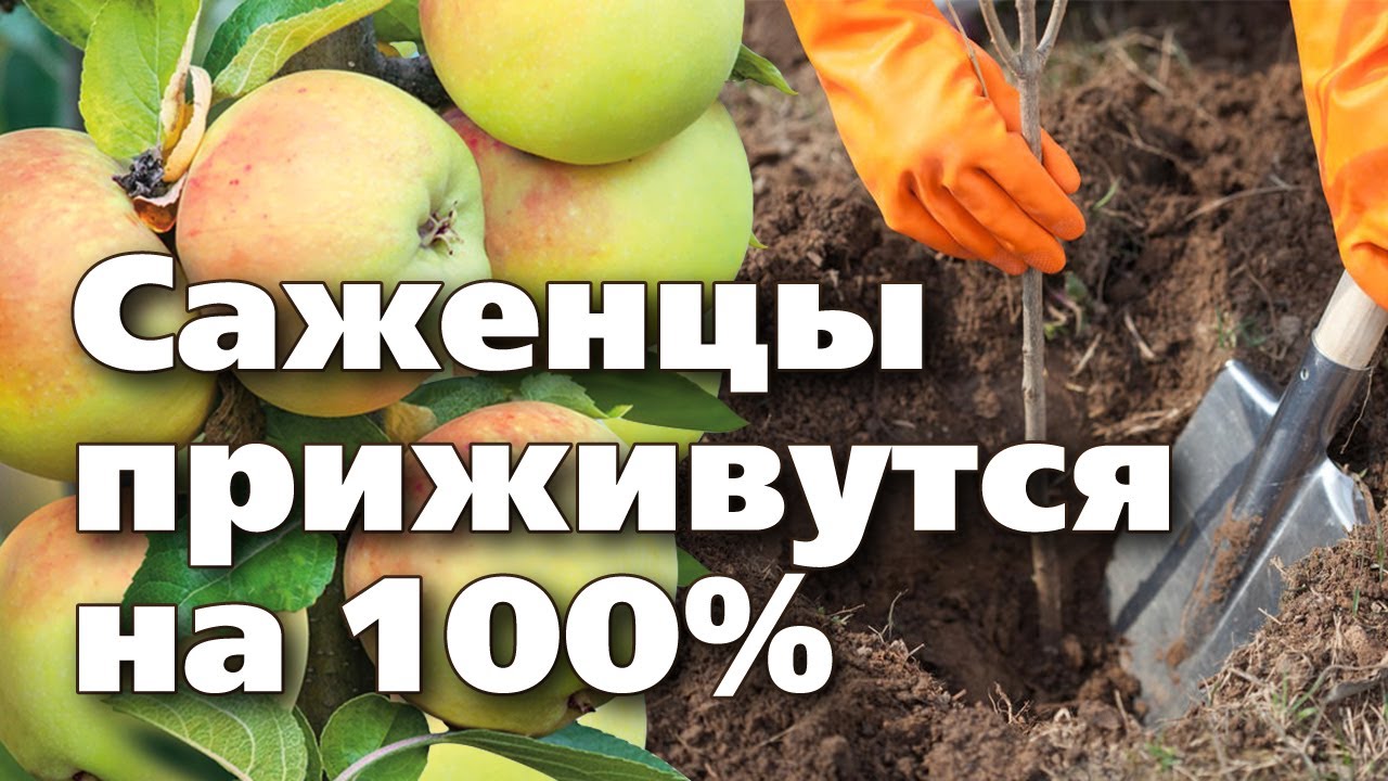 ПРАВИЛЬНАЯ ПОСАДКА ЯБЛОНИ ОСЕНЬЮ. Подробный мастер класс
