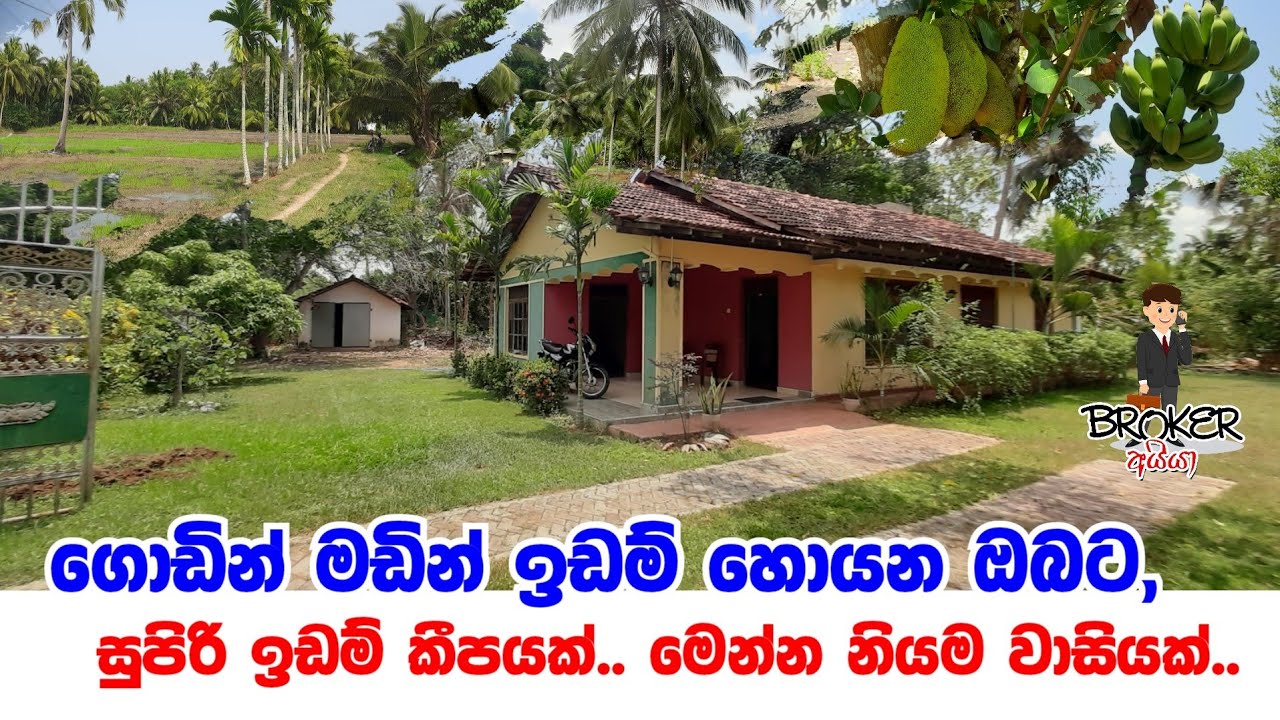 Land And House for sale in srilanka/Paddy For Sale in srilanka/Aduwata idam/Lankawe idam/pol idam