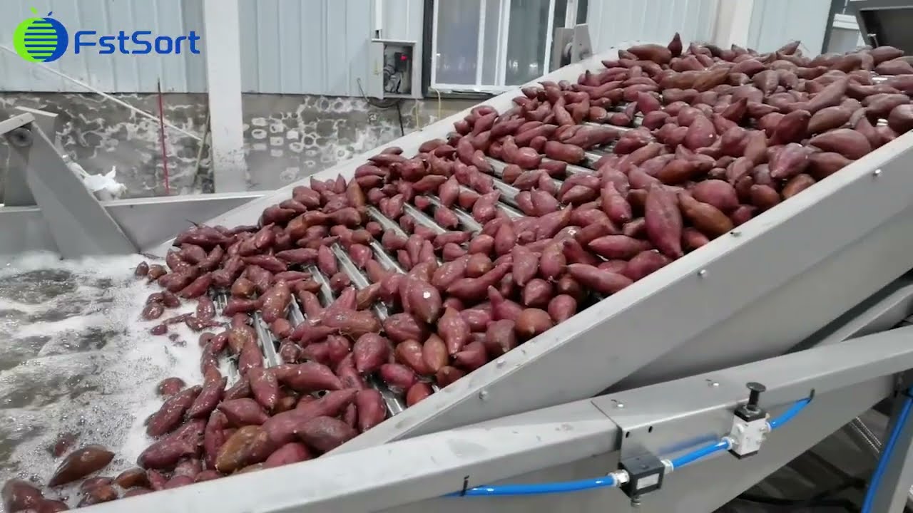 Sweet potato processing line potato washing sorting grading equipment taro drying size sorter grader