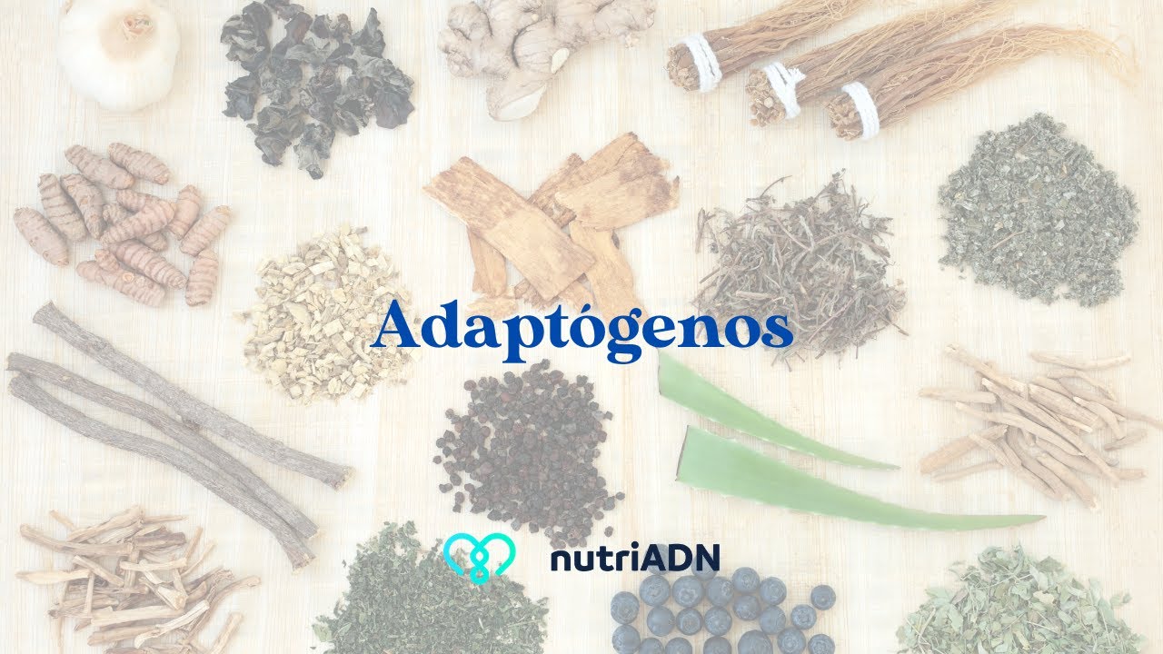 Hablando sobre adaptogenos | nutriADN