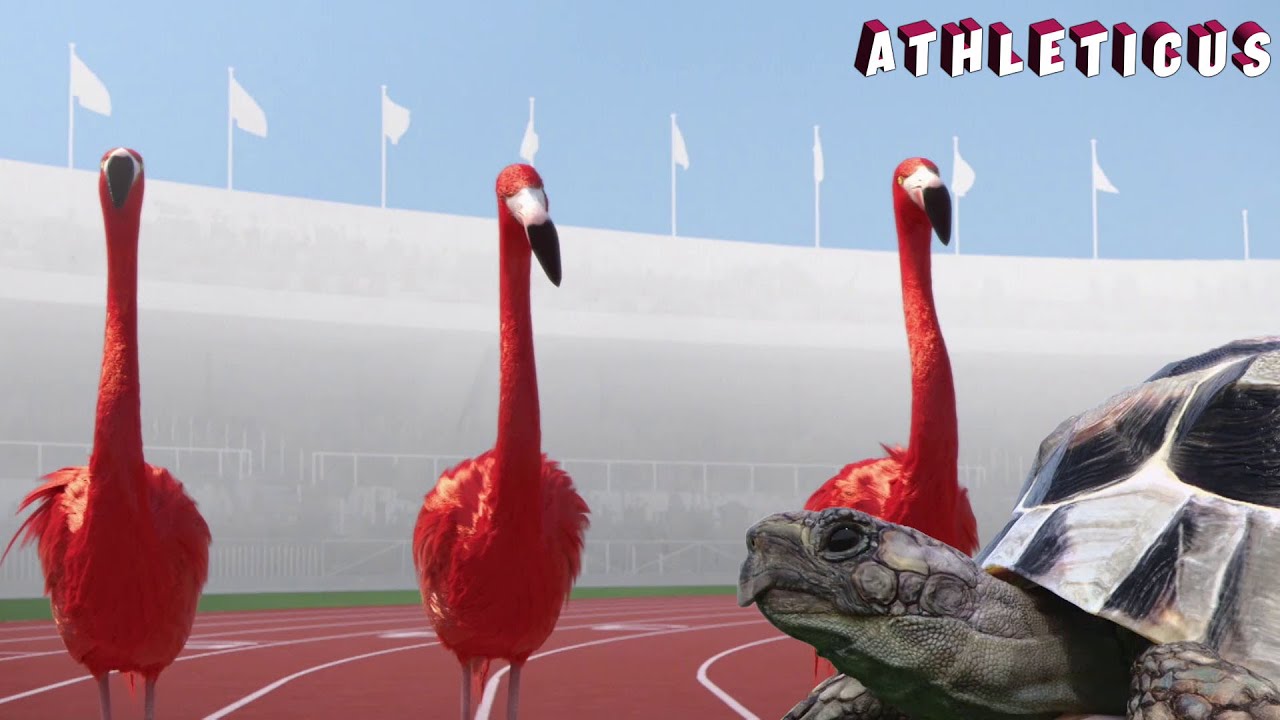 Unfair race | Athleticus | Sport animals | Cartoon in English