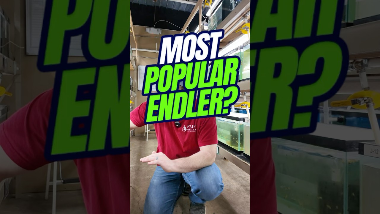 Most POPULAR Endler ?! | Black Bar Endler