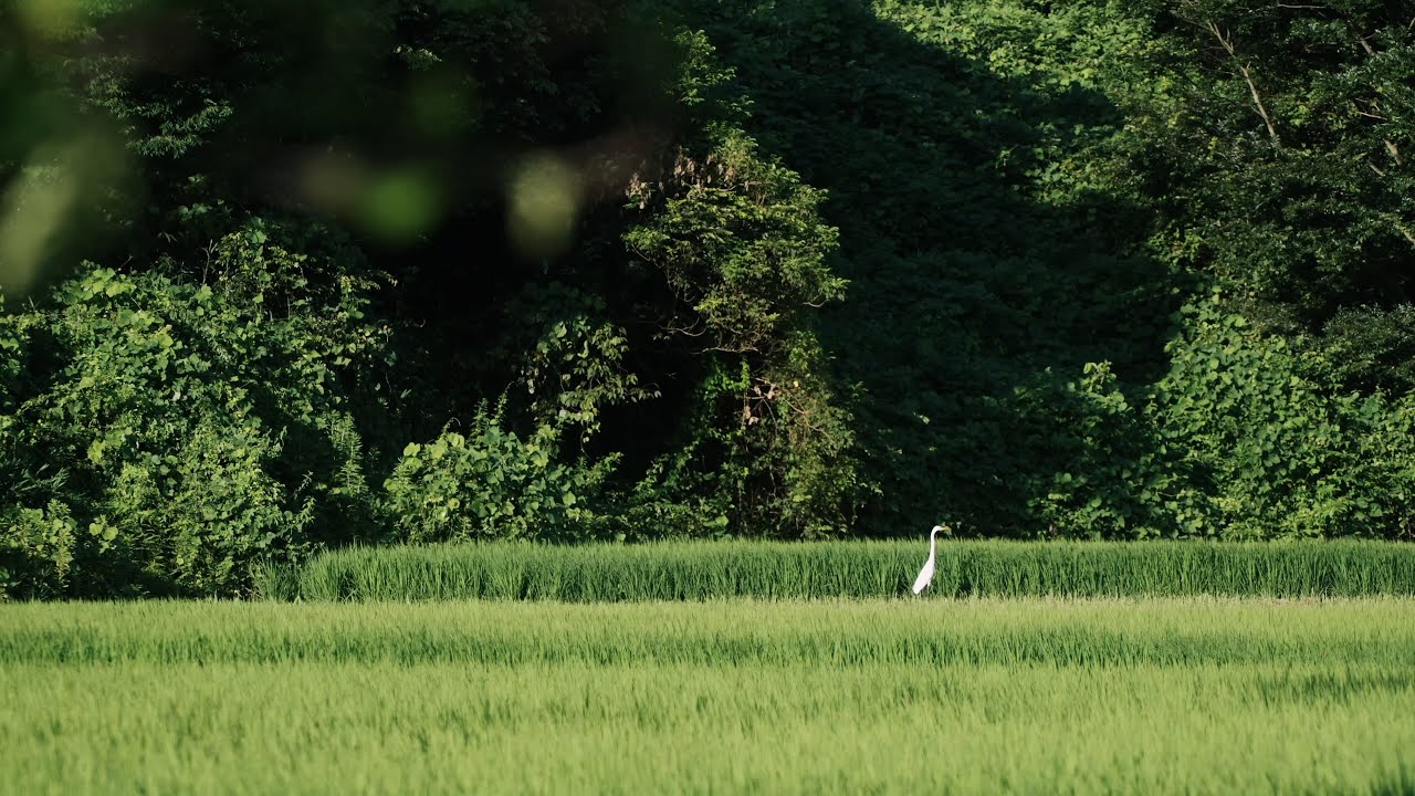 heron『あぜ道』