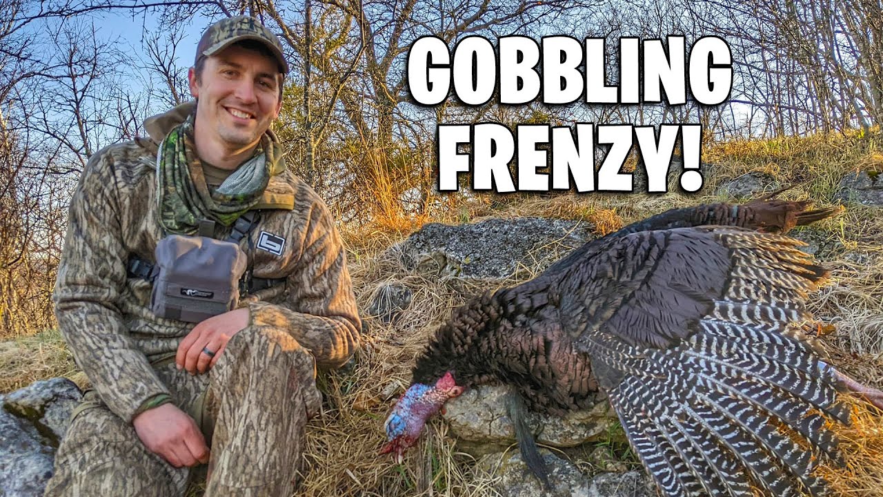 Длиннобородые громогласно бьют по веткам! — Успех в лиственных лесах