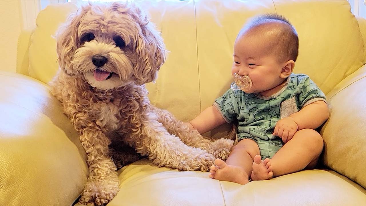 I Bought a Pacifier For My Dog Too