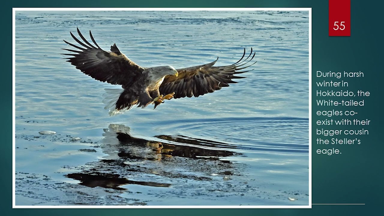 Paradise Regained for the Sacred Bird of the Orient by Stephen Siu | Part III