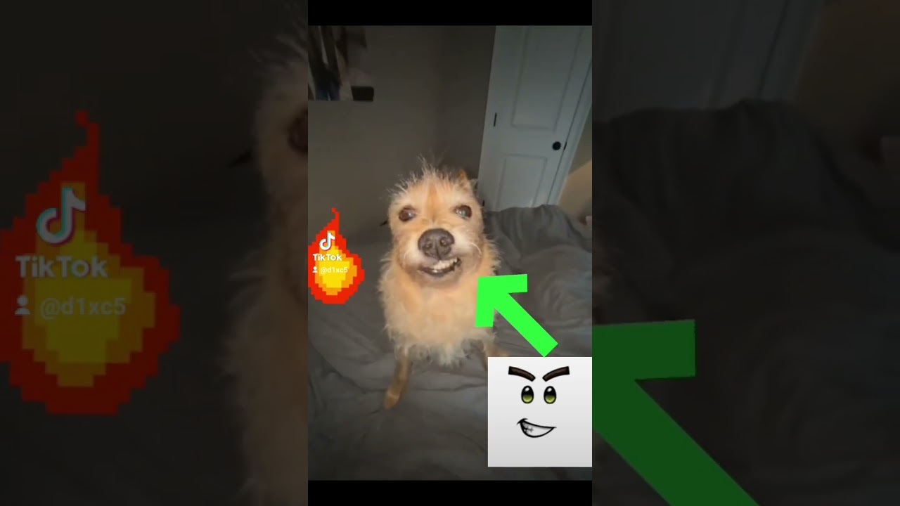 #CapCut #MemeCut #meme #meme #meme #funny #trendy #dog #rapapa #fyp #xyzcba