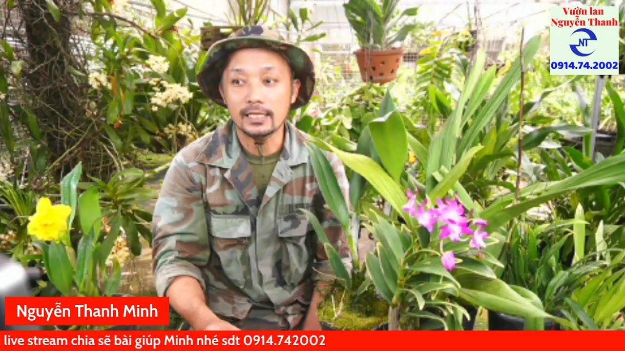 Chăm s&oacute;c hoa lan vũ nữ ra hoa