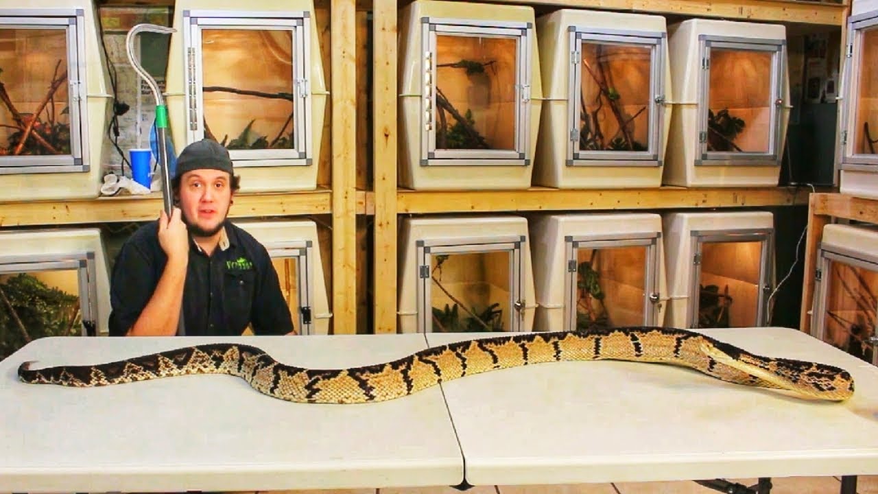 The BIGGEST VIPER ON EARTH!!!