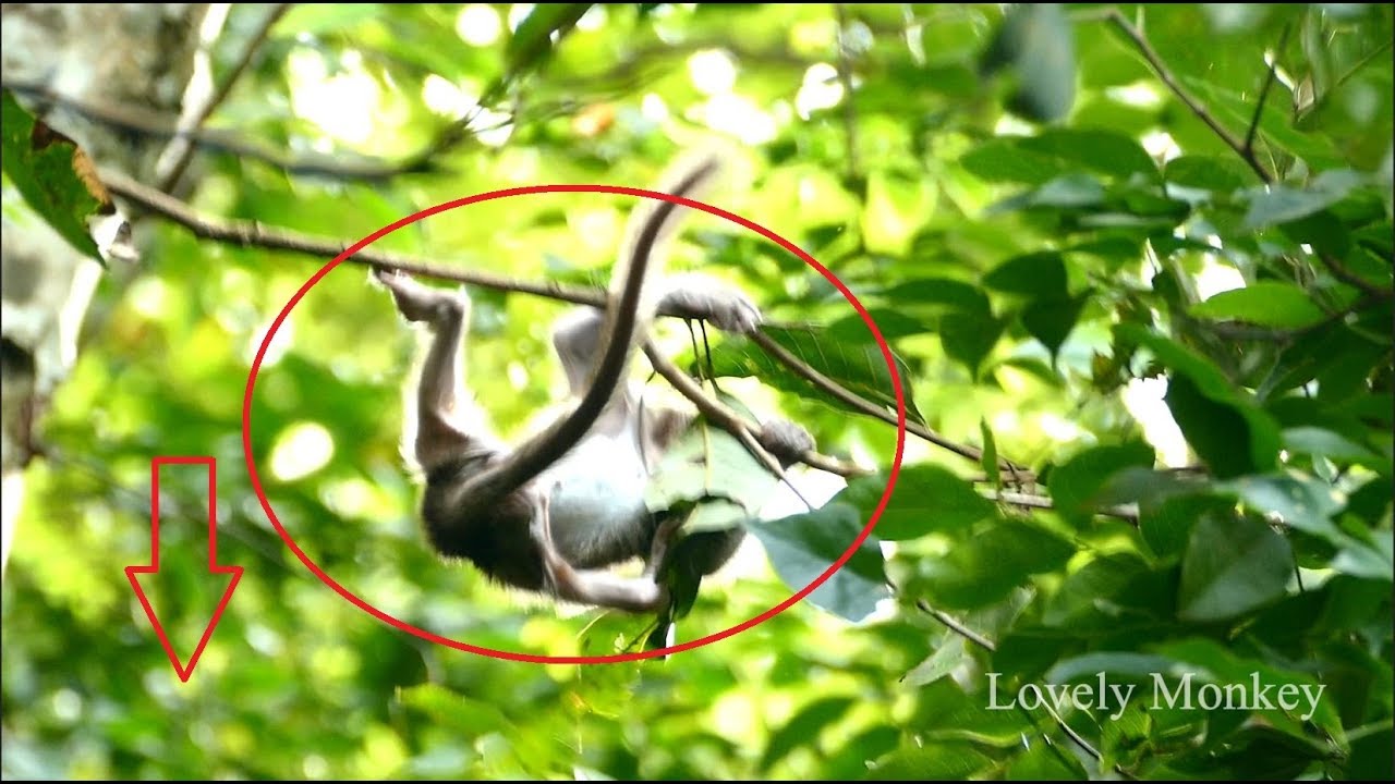 Little Charle Stole My Heart & Make Me Shock With Your Hyper Activity 0n The Branch Nearly Fall Down