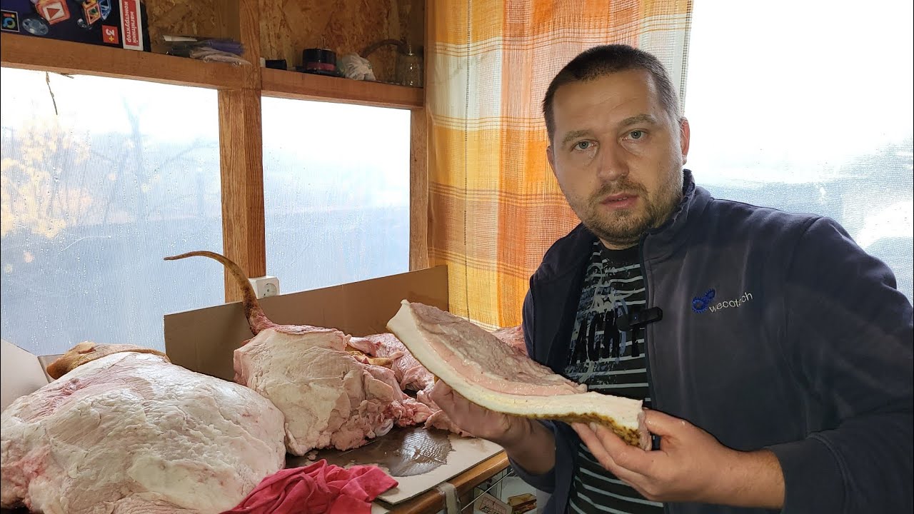‼️Кабан 🐷 7,5 місяців = 240 🥩 Наші Ціни на сало м'ясо. Сала мало, одне м'ясо 