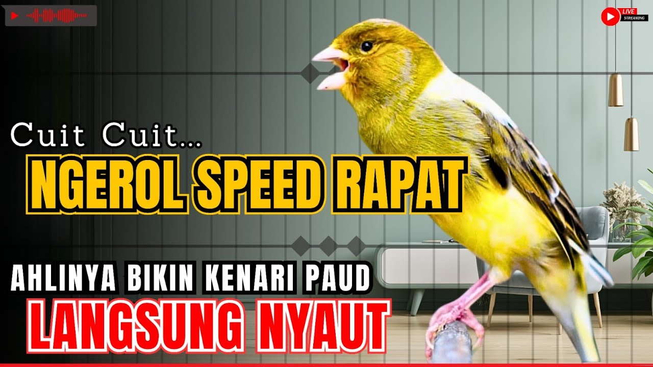 PANCINGAN Kenari GACOR PANJANG Cuit CUIT EMOSI AMPUH buat MASTERAN Kenari PAUD cepat BUNYI