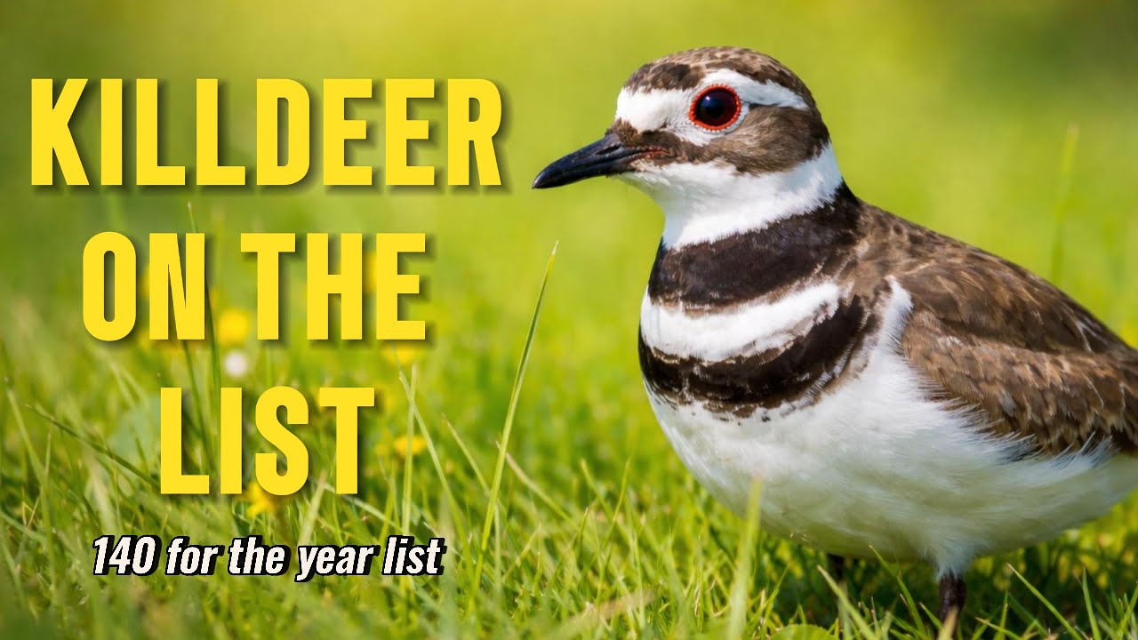 Killdeer on the list!