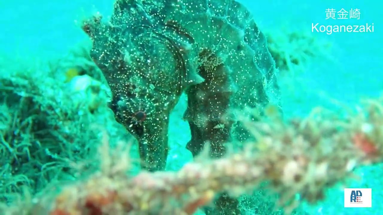 ADR Diving  Tago & Koganezaki Oct 2024 田子&黄金崎　24年 10月　ハナダイまみれなど