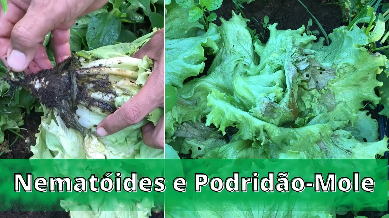 Como controlar nematóides e a Podridão-Mole no Alface.
