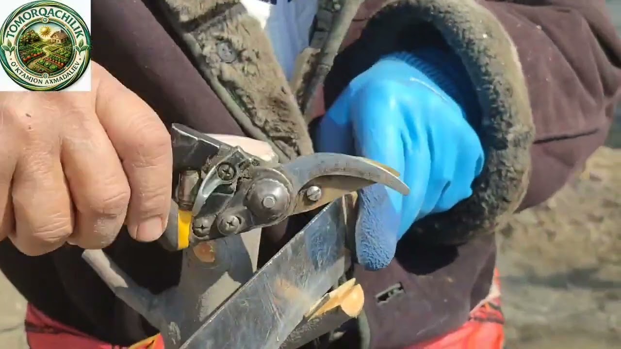 Behiga nok qoʻydim.TOMORQACHILIK