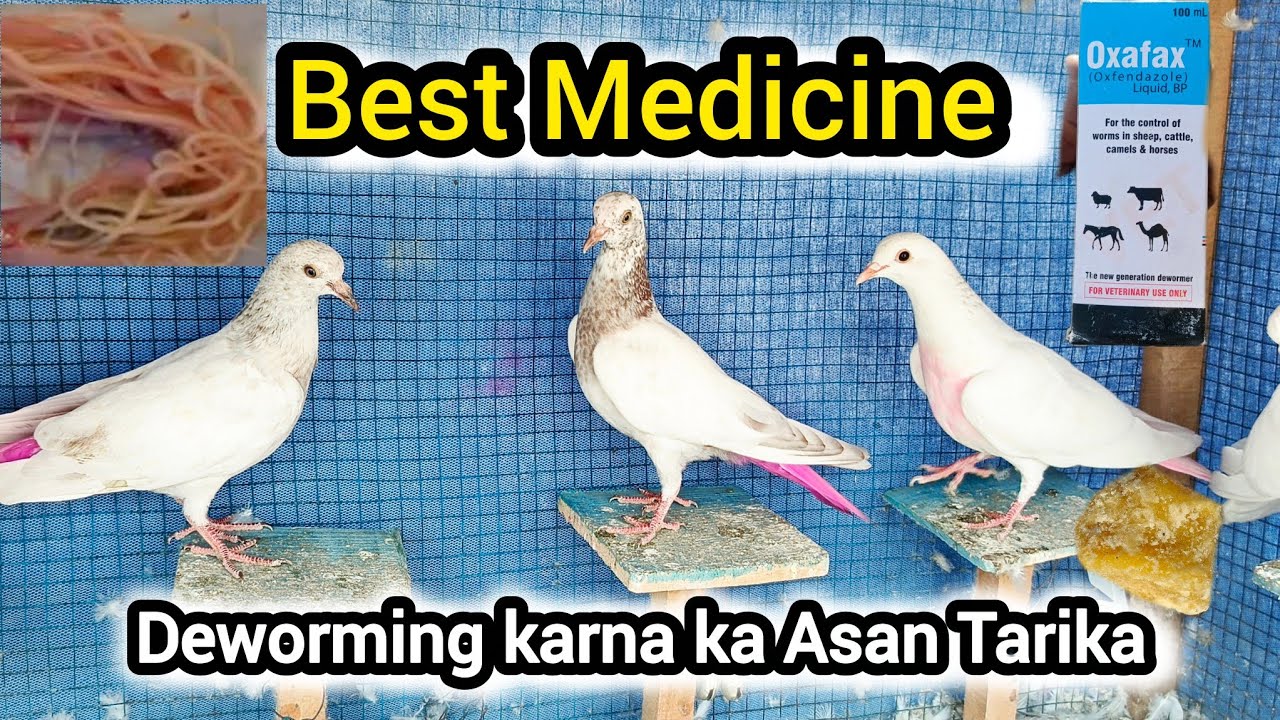 Best Medicine for Pigeon Deworming | کبوتروں کے کیڑے ختم کرنے کا آسان طریقہ