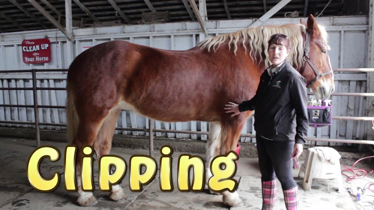 How to clip or shave your horse's hair
