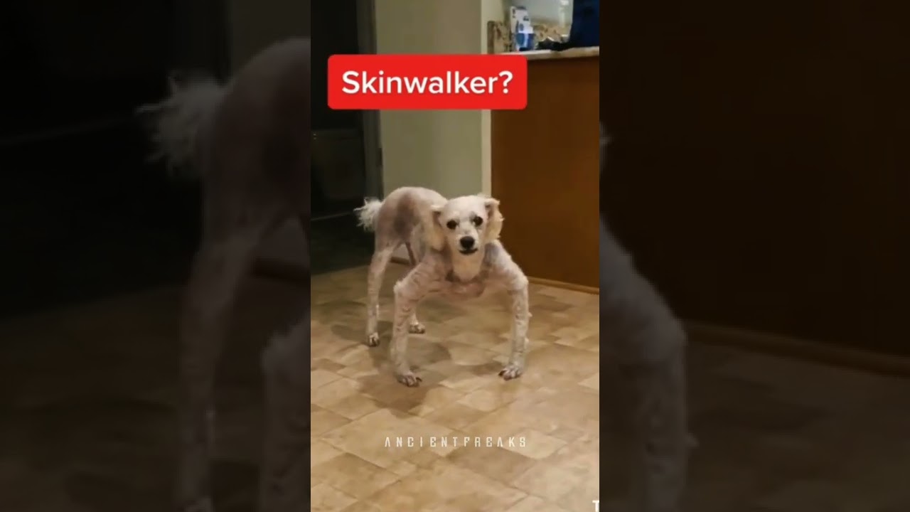 Skinwalker 😐?? #shorts #scary #skinwalkers