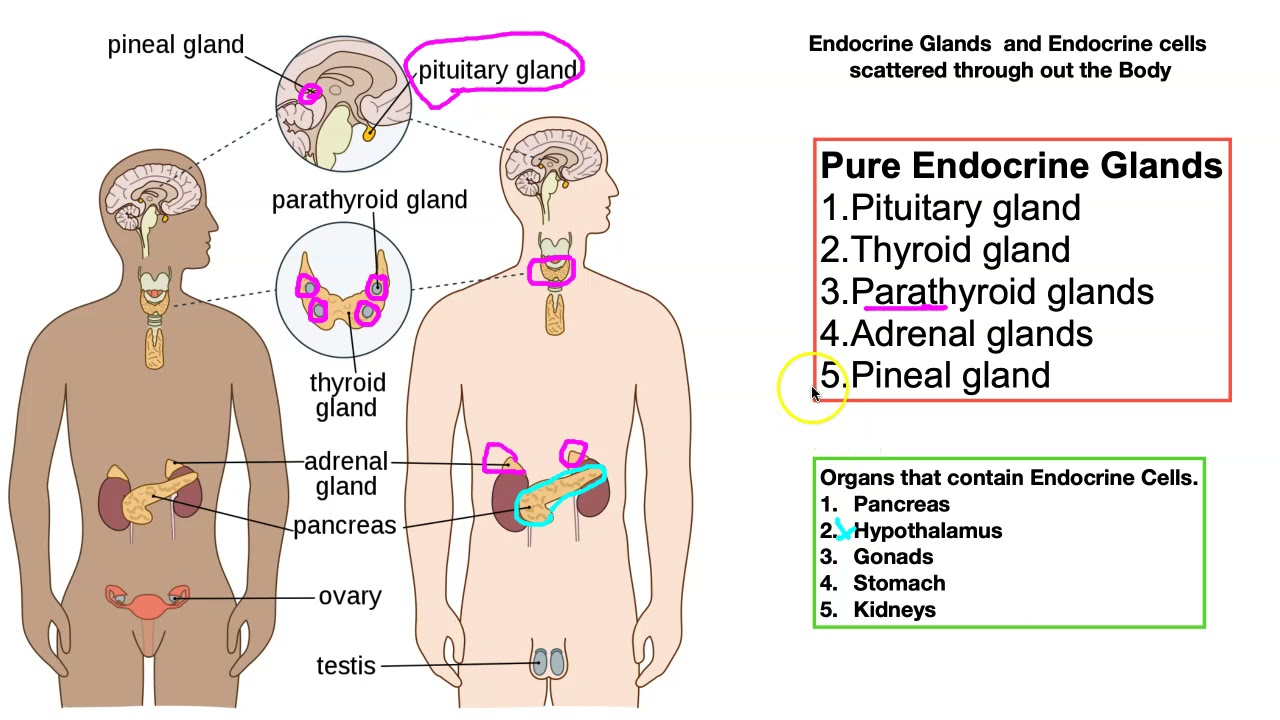 Endocrine System - Pituitary Gland THE MASTER GLAND